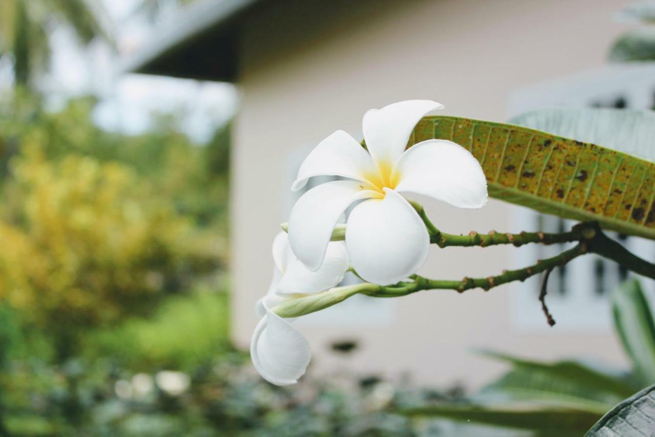 เดอะ ชาง วิลลา Bed & Breakfast ญาจาง ภายนอก รูปภาพ